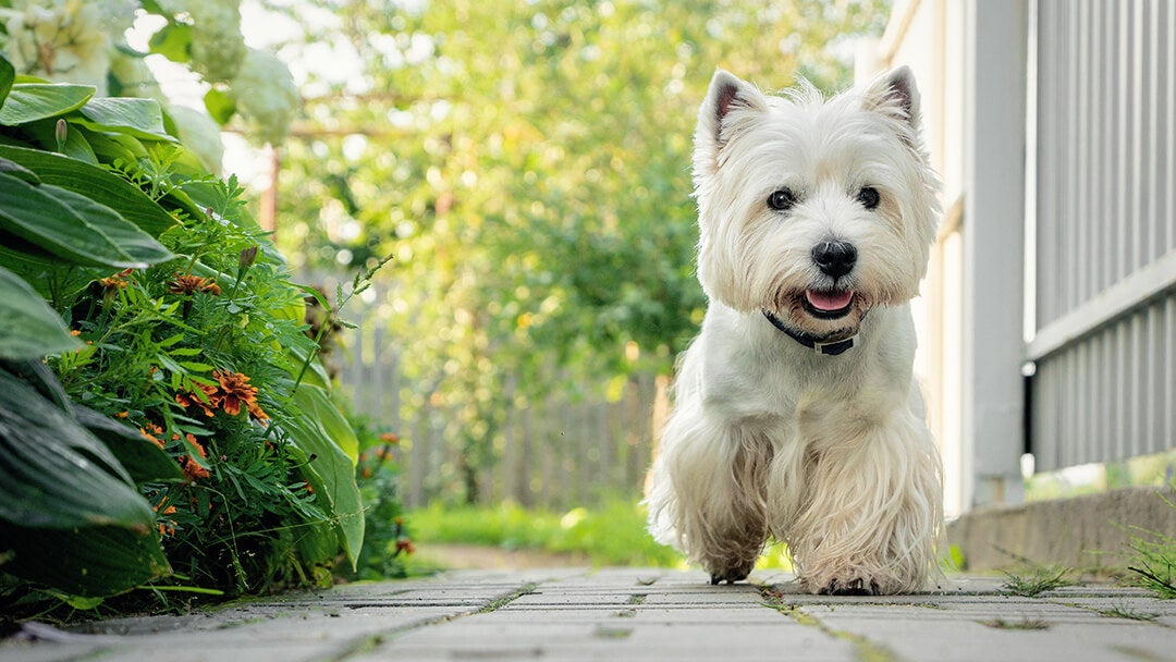 Dog walking down garden path