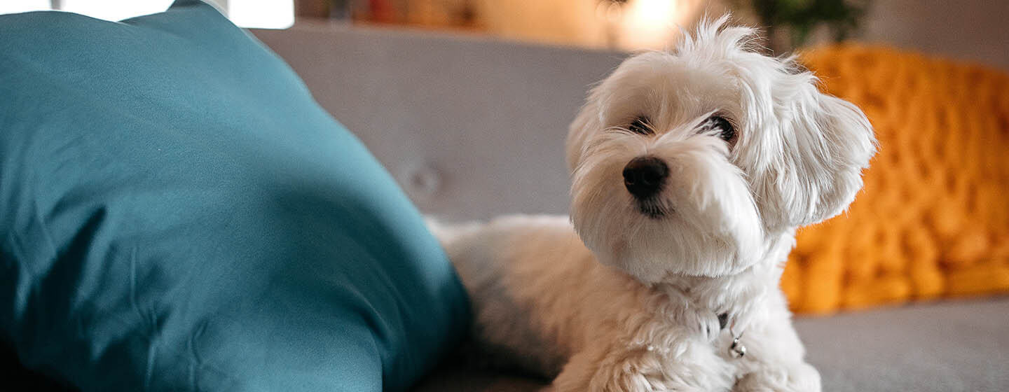 Dog laying on grey sofa.