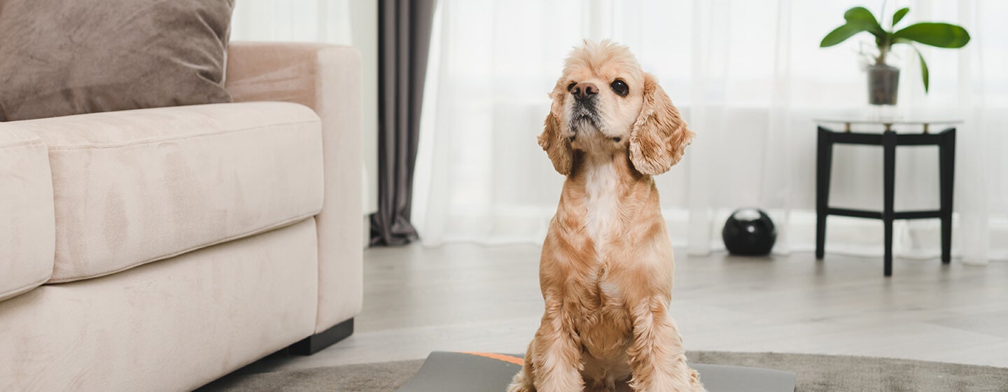 Dog sitting on yoga mat