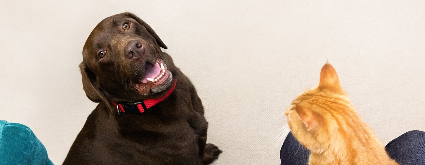 brown dog sitting looking up at cat on person's lap