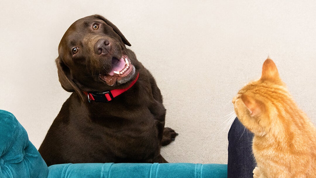 Signs Of Dog Pregnancy | Brown Dog Sitting Looking Up At Cat On Person'S Lap