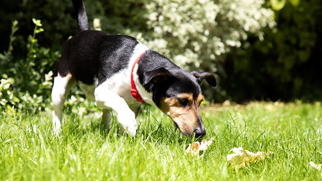 Best dog food for dogs that poop a lot shop