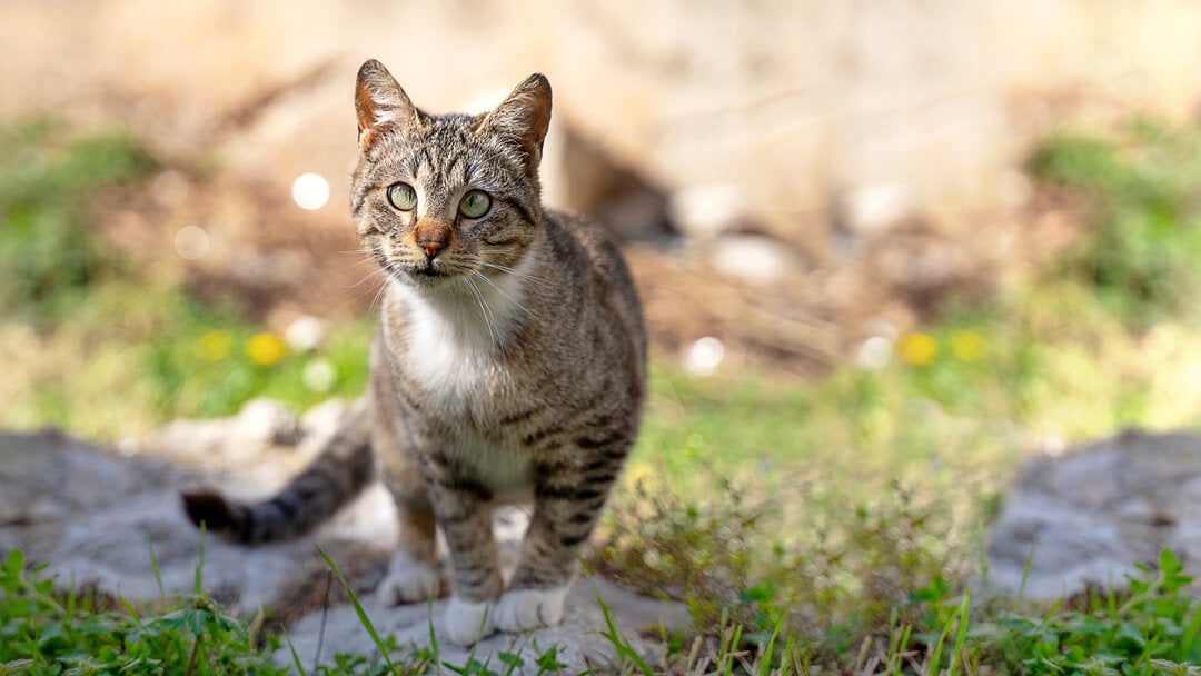 Cat Down Syndrome | Cat Oudoors Standing On A Rock
