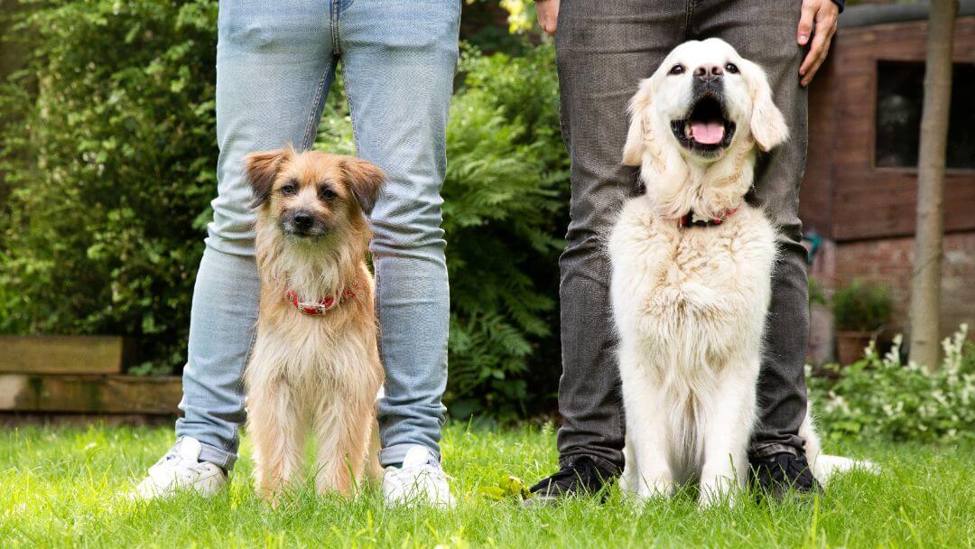 Two dogs sitting on the grass in front of owners.