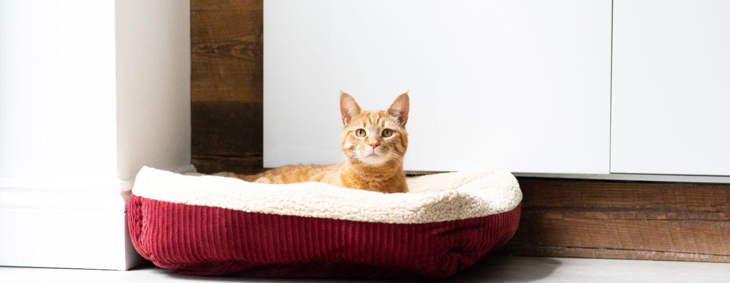 Ginger cat sitting in cat bed