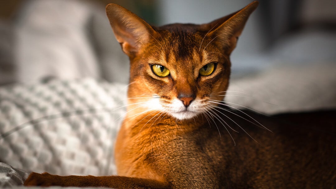 Ginger Cat Breeds | Chausie Cat With Light Green Eyes Lying Down.