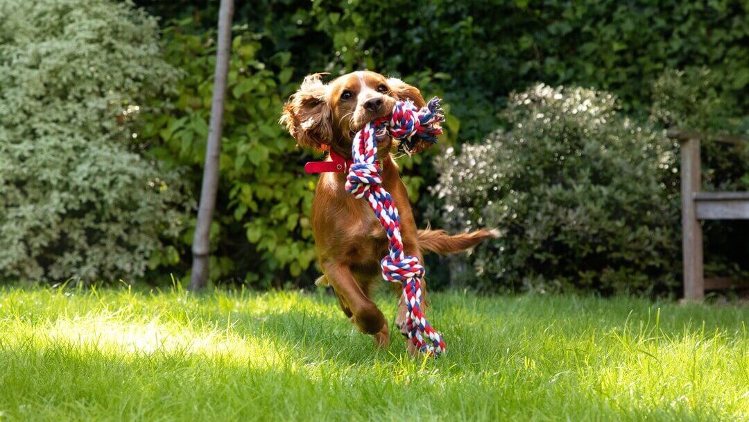 Dog playing with toy outside