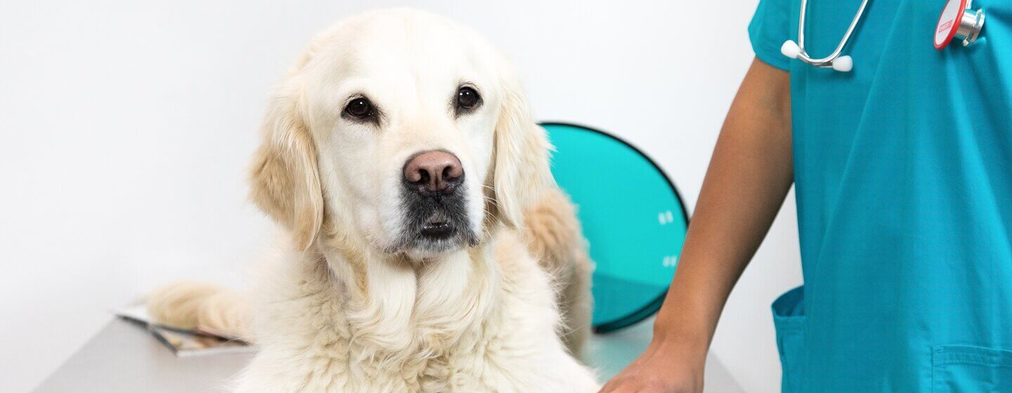 Golden retriever lying on vet table.