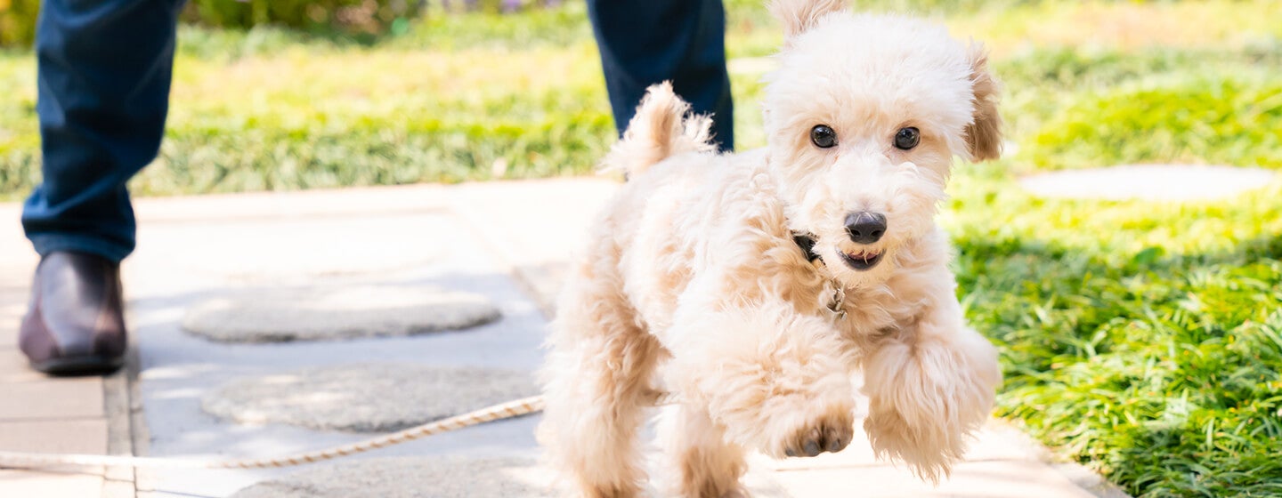 Dog running from owner