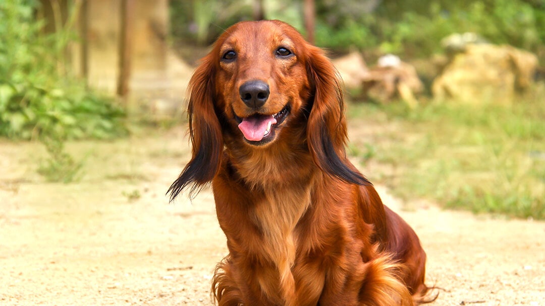 Dog sitting in garden