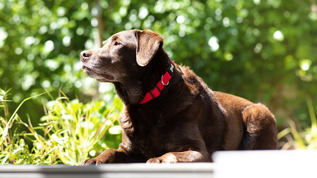 Brown dog laying in the sun