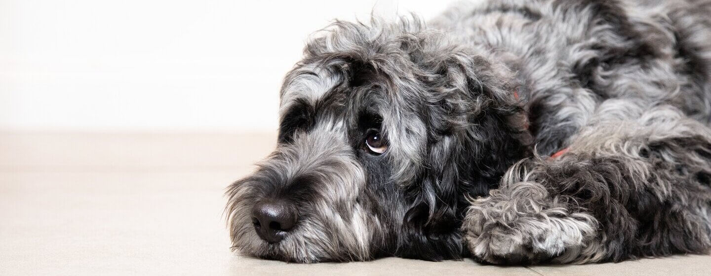 Sad grey dog lying on the floor.