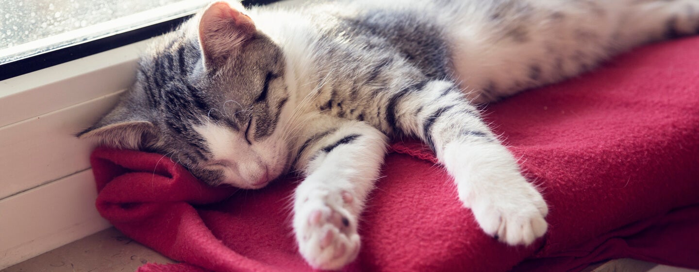 Kitten asleep on a red blanket next to the window