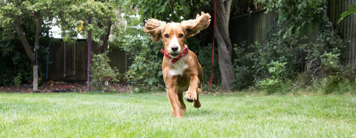 Puppy running in garden