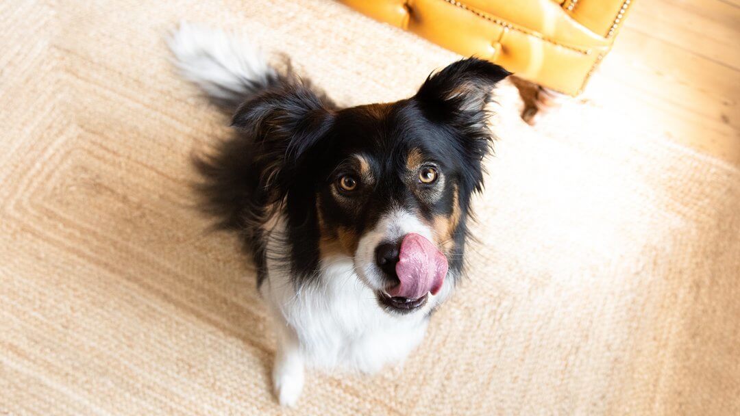 Senior Dog Food | Black, Brown And White Dog Licking Lips Sitting On The Floor