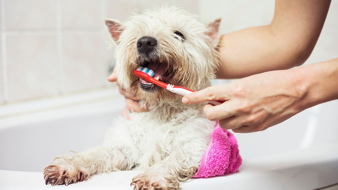 small white dog having her teeth brushed