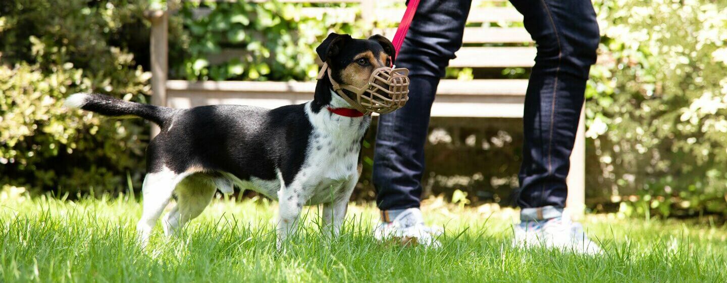 dog wearing a muzzle on a lead