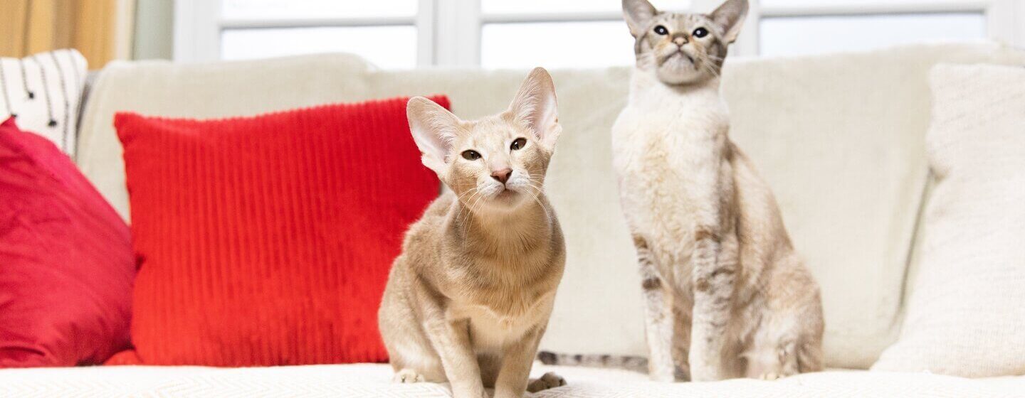 Two beige cats sitting on a sofa with a red pillow.