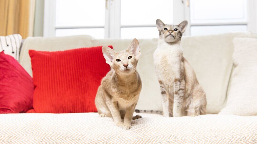How To Stop Cats Fighting | Two Beige Cats Sitting On A Sofa With A Red Pillow.