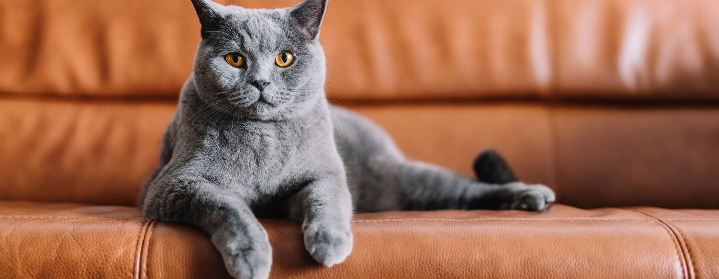Grey cat sitting on a leather sofa.