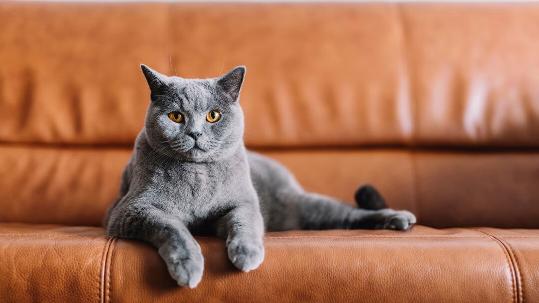 Grey cat sitting on a leather sofa.