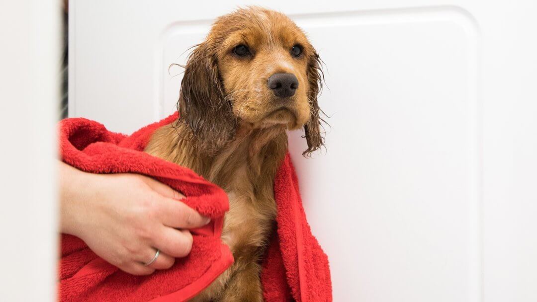 How To Bathe Dog | Wet Puppy Being Dried With A Red Towel