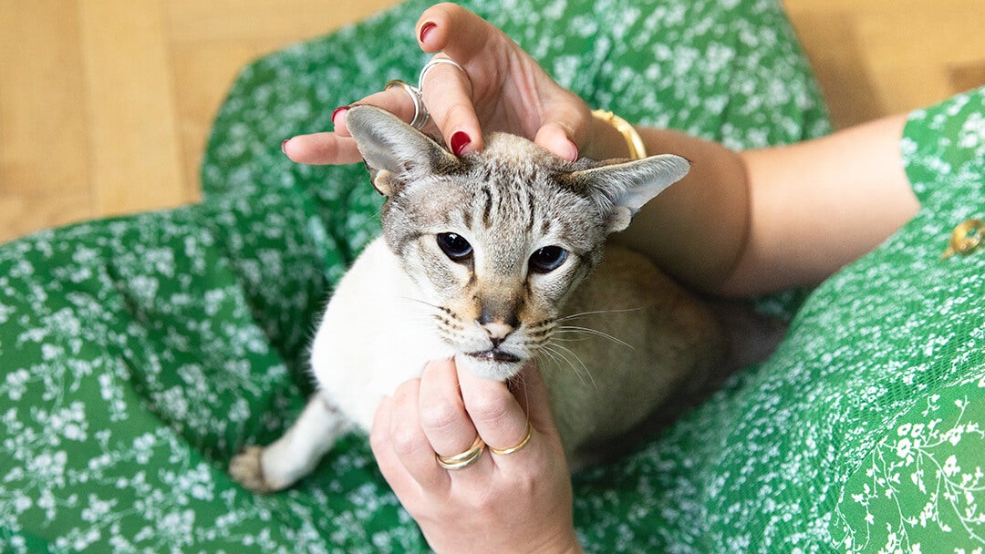 Woman in green dress stroking cat