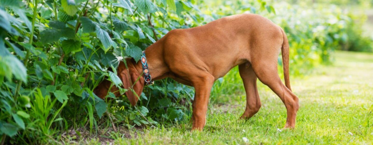 vizsla sniffing in a bush