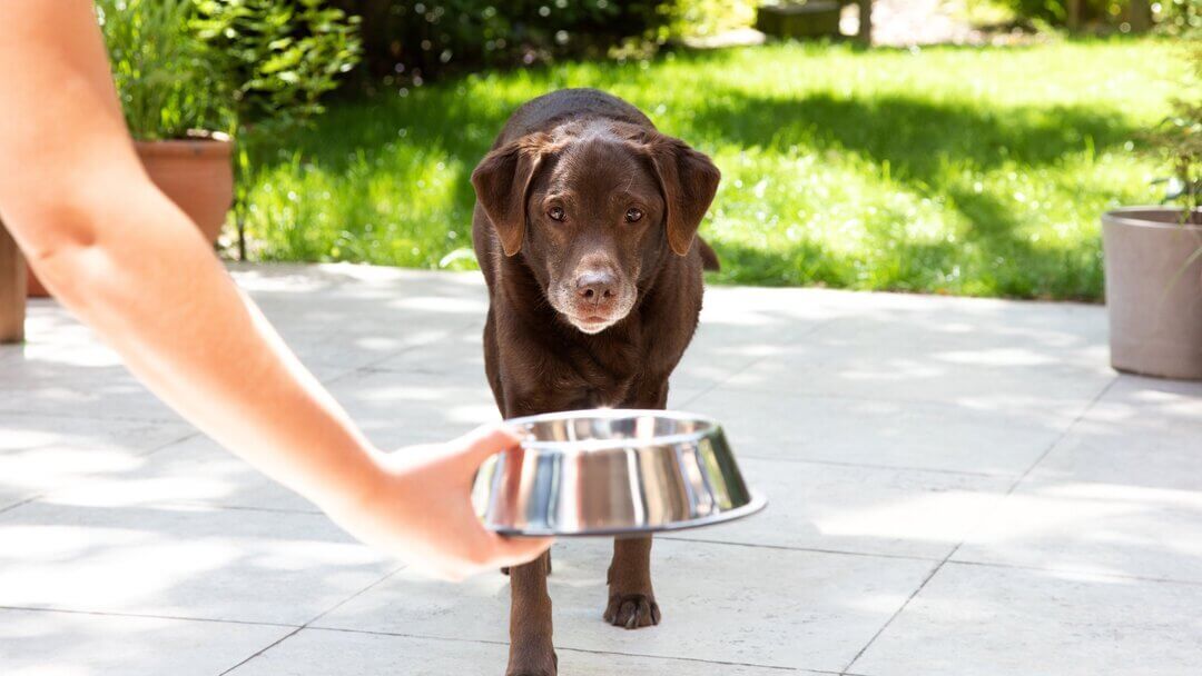 Older labrador being handed a bowl