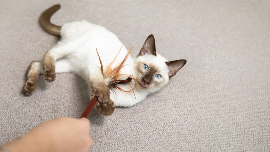 Toys For Kitten | Blue Eyed Cat Playing With Feather Wand On Floor