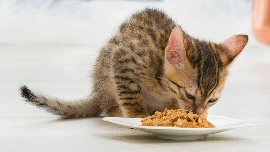 Brown kitten eating food out of a plate