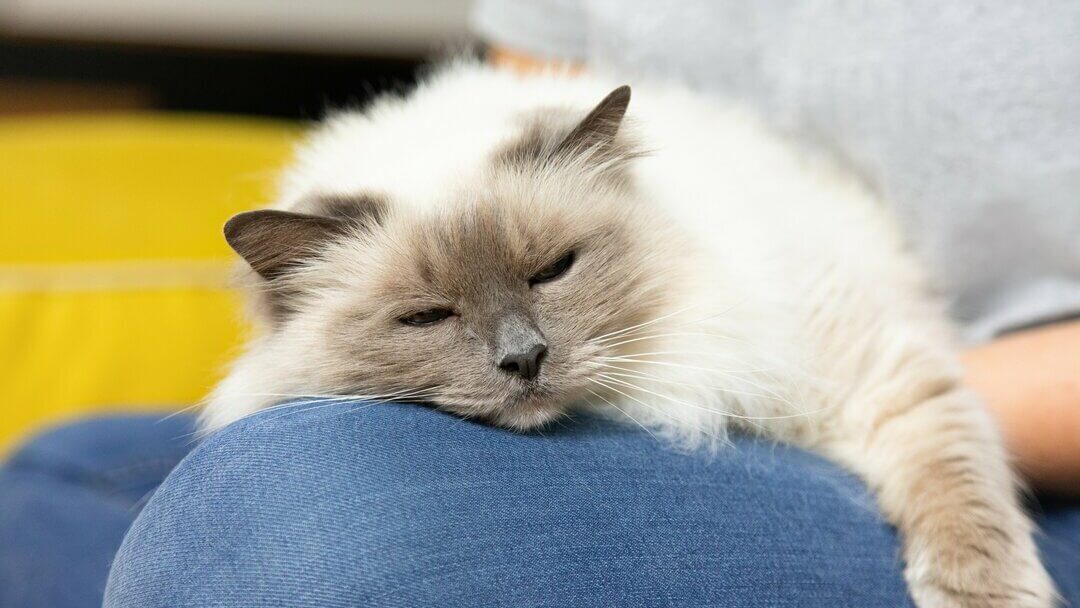 Sleeping cat on owner's knee