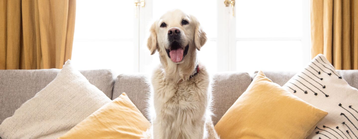 olden retriever sitting on a sofa