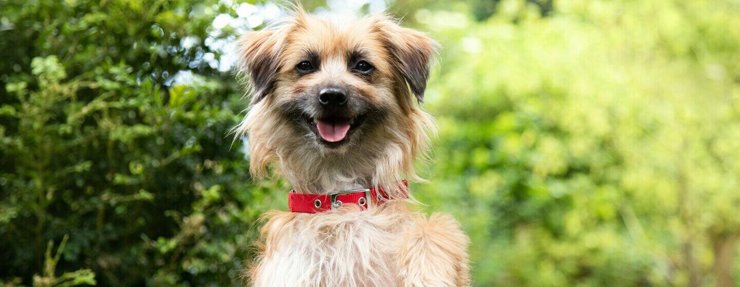 Dog with raised paws