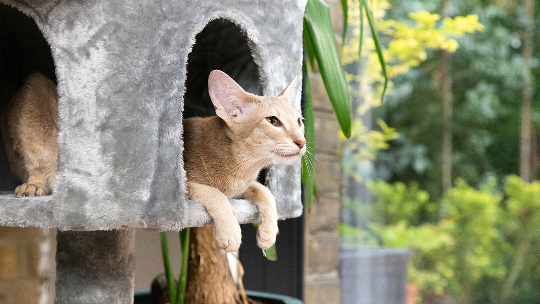 Cat Friendly Home Ideas | Light Furred Cat Sitting In A Grey Cat Basket.