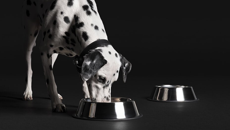 Dalmatian eating from a bowl