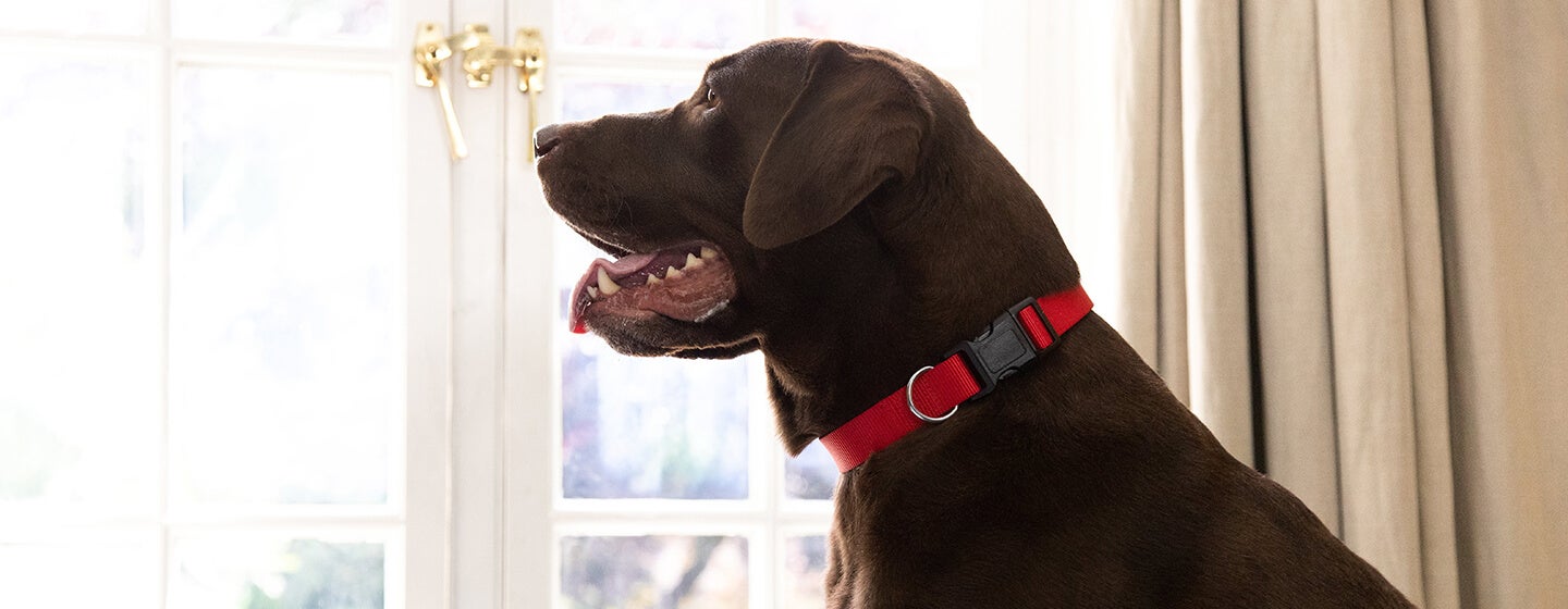 Brown dog with red collar looking up