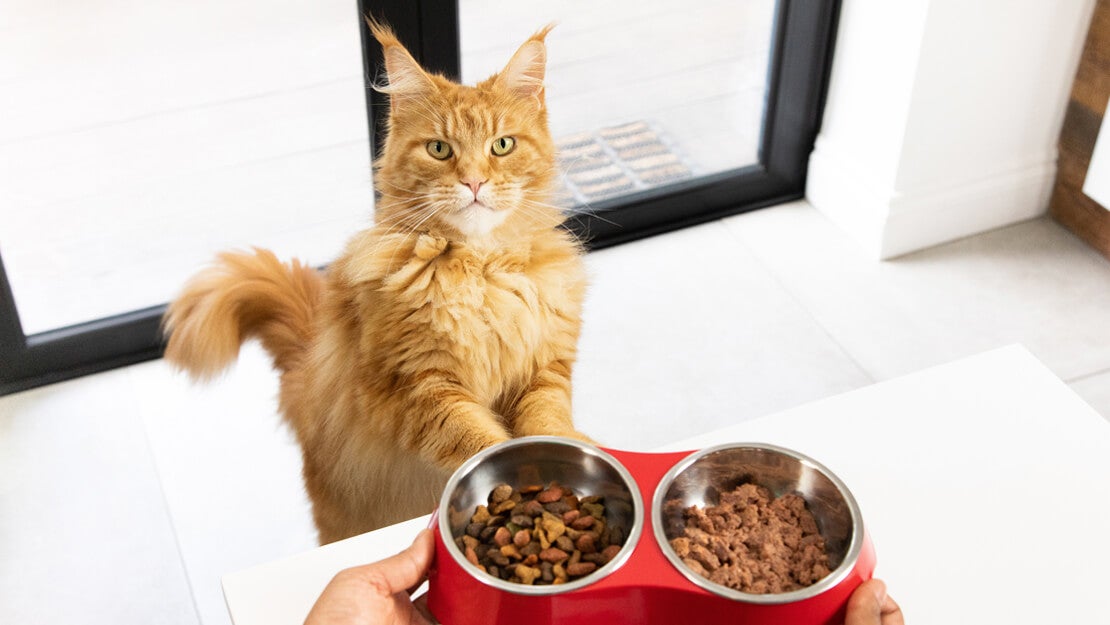 Cat food adult listing page