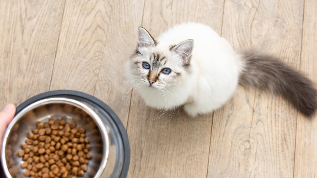 Cat food kitten dry listing page