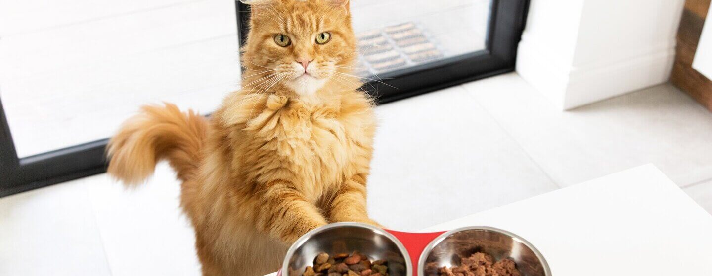 Ginger cat waiting for food