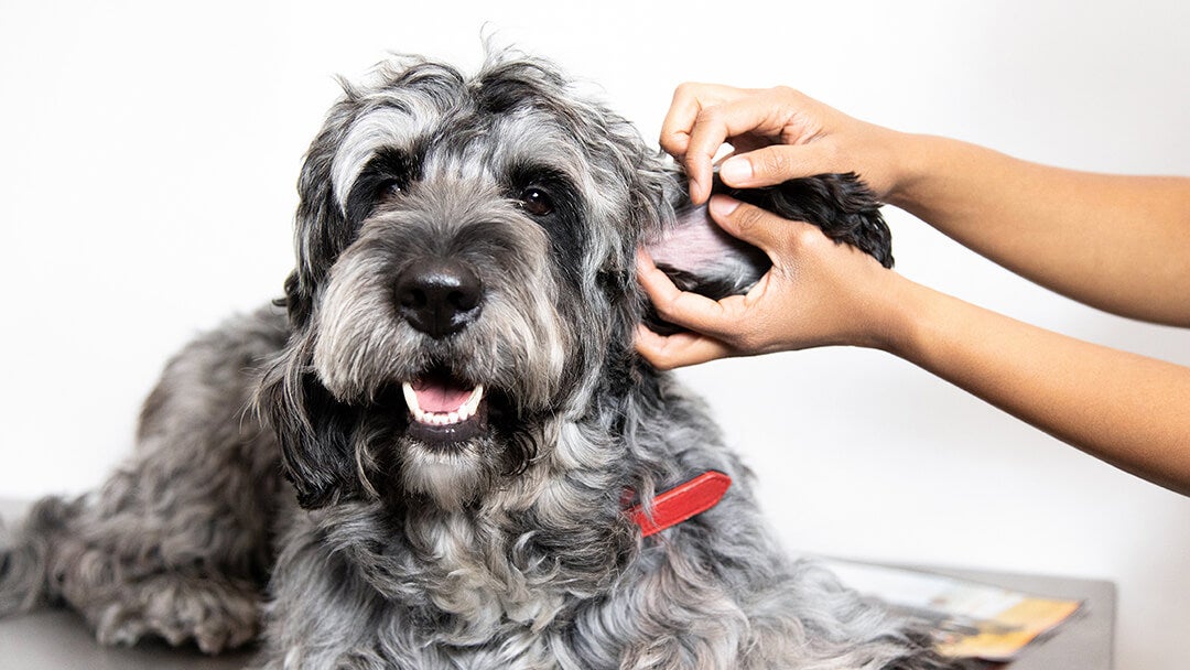 Vet checking dog's ear