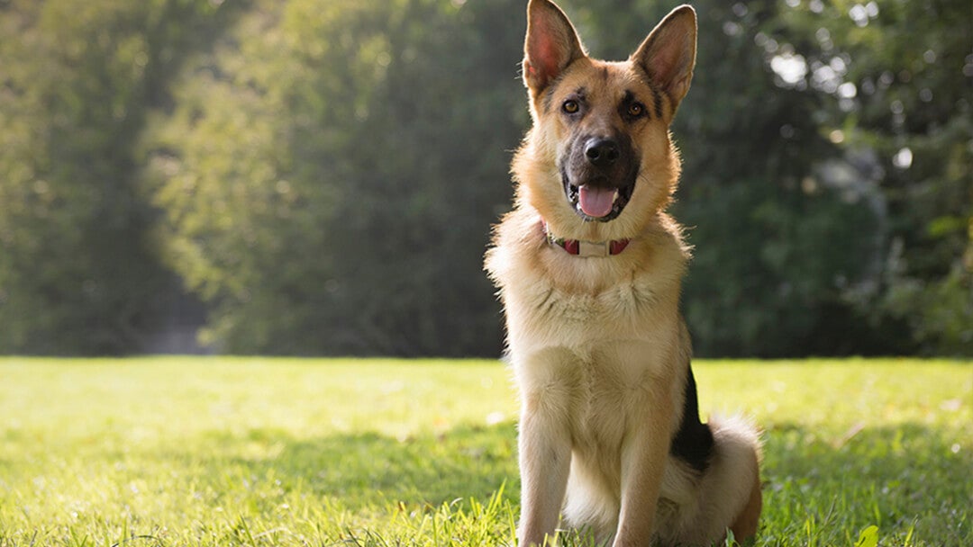 Alsatian in field