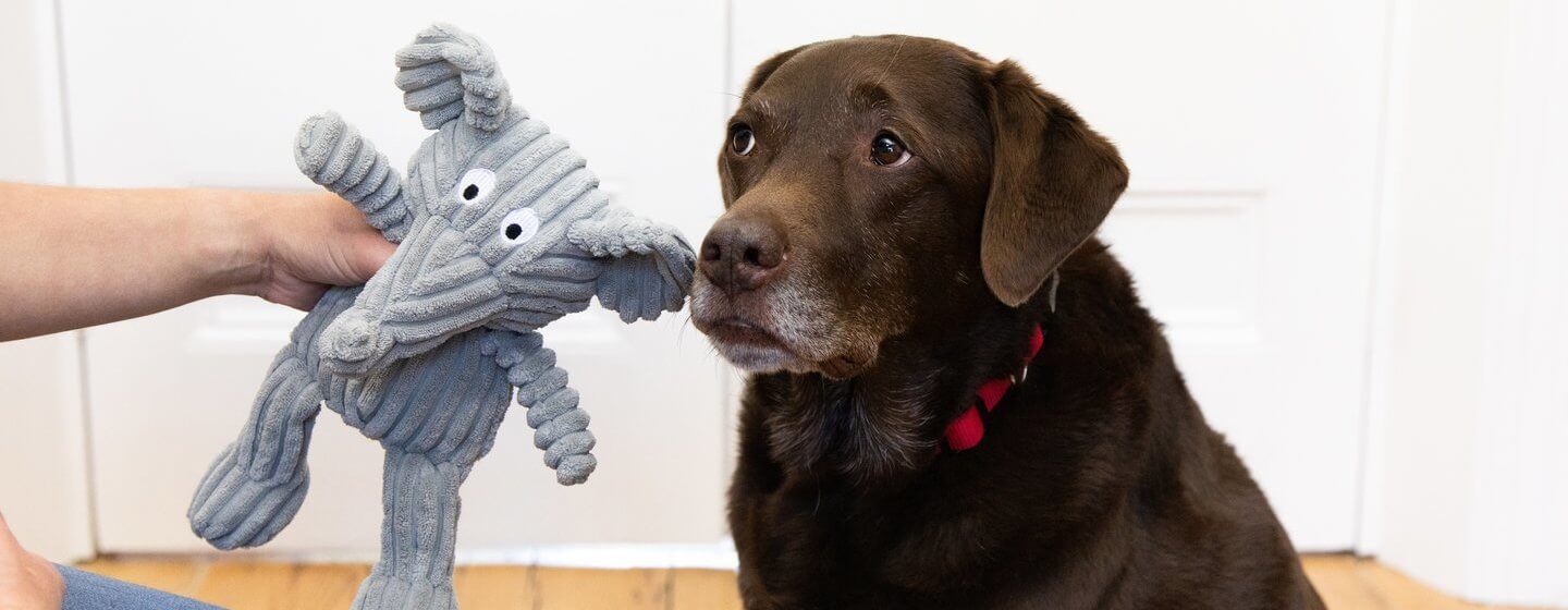 older chocolate lab being given a stuffed toy