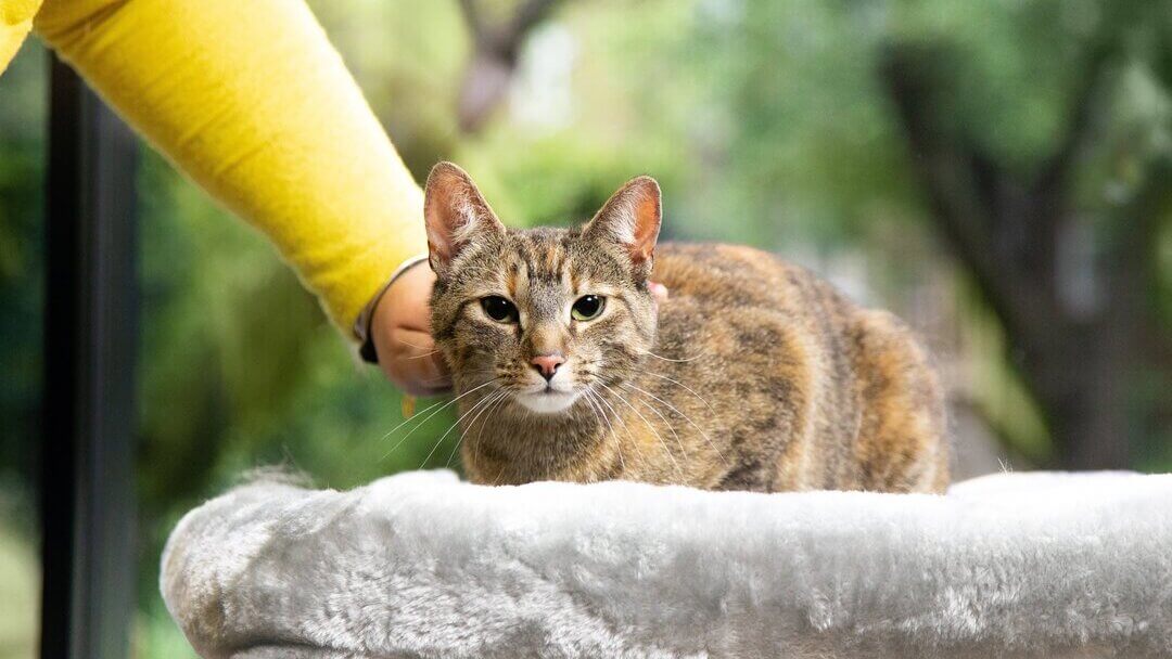 cat being petted by owner