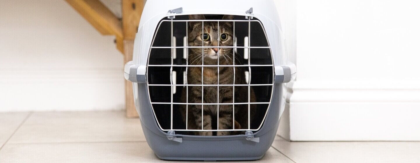  Dark furred cat in a cat cage.