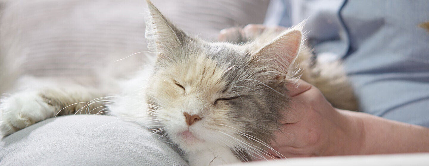 Cat relaxing on owner's lap