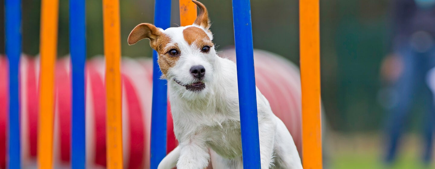 small dog running on an agility course