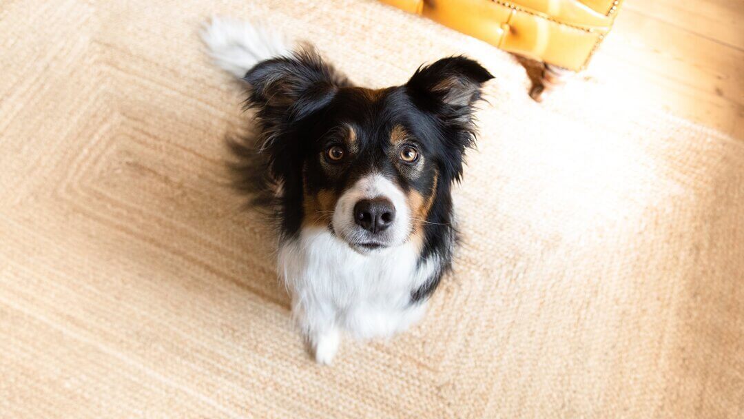 obedient dog looking up at camera