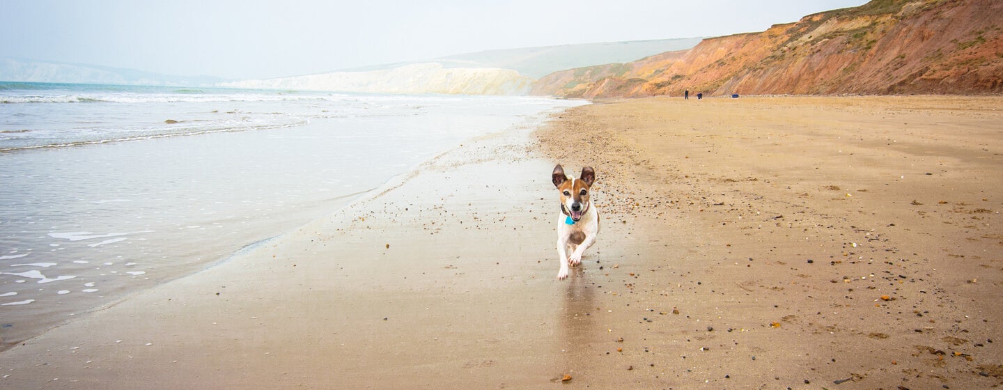 brown and white dog running along a beach with cliffs