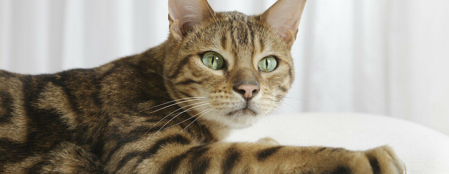 close up of bengal cat with green eyes